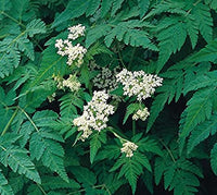 Suffolk Herbs Sweet Cicely