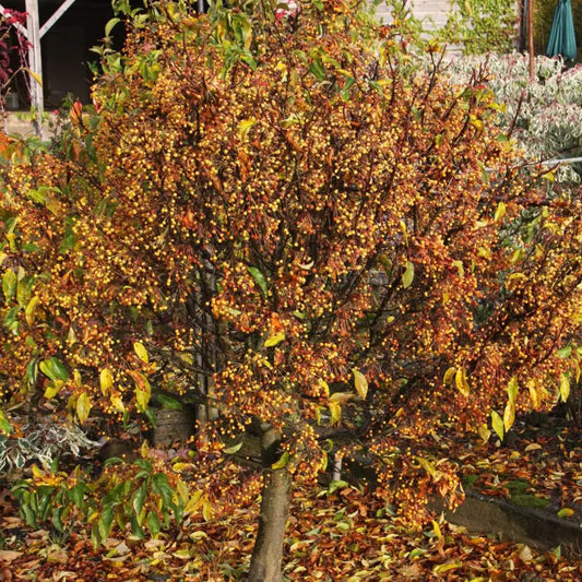 Malus Cinderella Patio