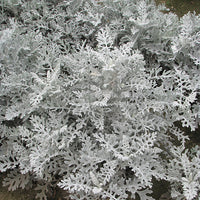Kings Seeds Cineraria Silver Dust