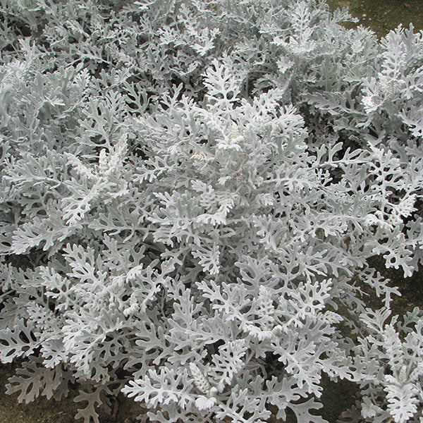 Kings Seeds Cineraria Silver Dust