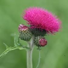 Cirsium rivulare Atropurpureum