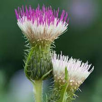 Cirsium Pink Blush