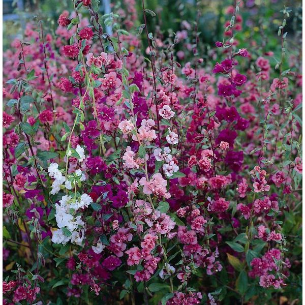 Kings Seeds Clarkia Double Delight