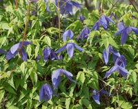 Clematis alpina Blue Dancer
