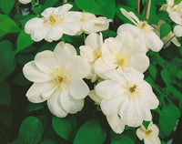 Clematis Guernsey Cream