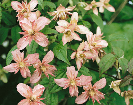 Clematis montana Marjorie