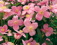 Clematis montana Mayleen