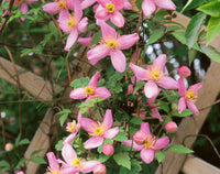 Clematis montana Odorata