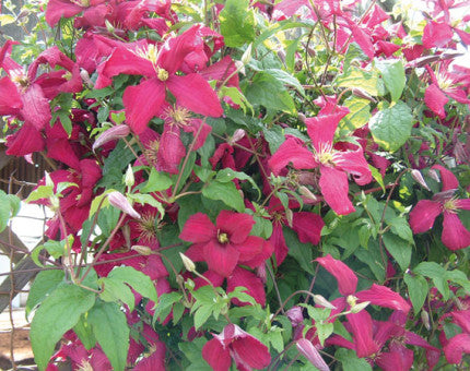 Clematis viticella Madame Julia Corevon
