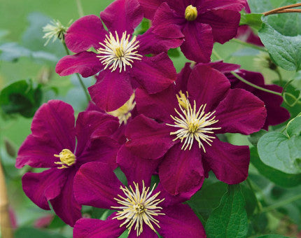 Clematis Warsaw Nike