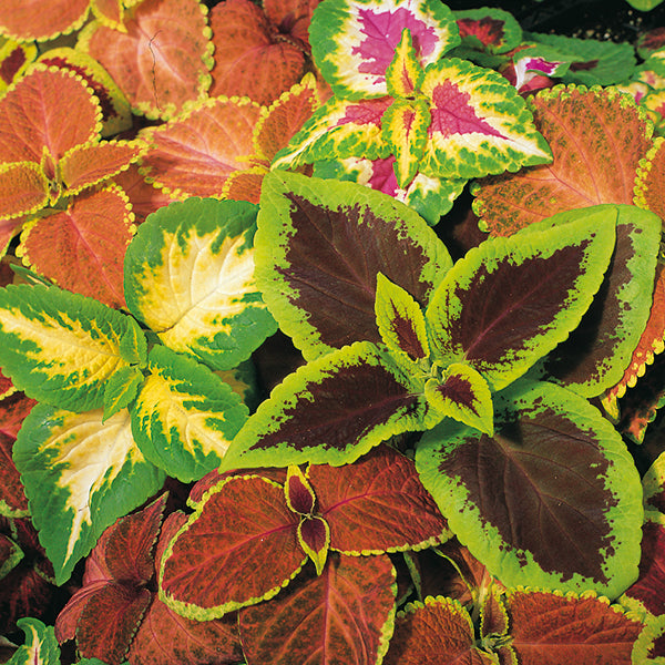 Kings Seeds Coleus Top Crown