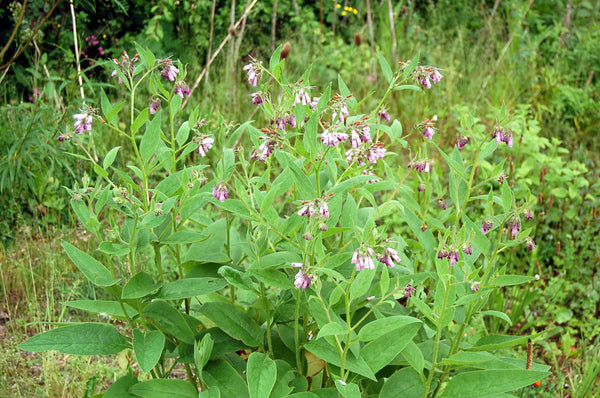 Kings Seeds Herb Comfrey