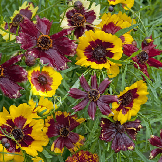 Kings Seeds Coreopsis Incredible Dwarf Mixed