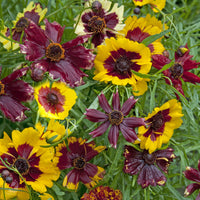 Kings Seeds Coreopsis Incredible Dwarf Mixed