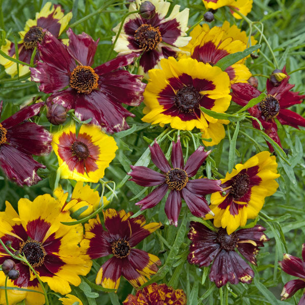 Kings Seeds Coreopsis Incredible Dwarf Mixed