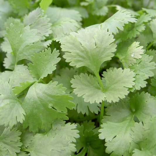 Kings Seeds Herb Coriander Leisure Leafy