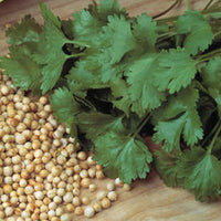 Suffolk Herbs ORGANIC SEEDS Coriander Cilantro