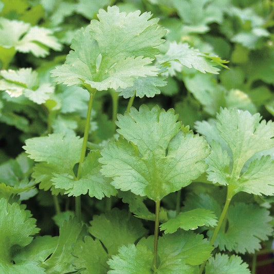 Suffolk Herbs Coriander