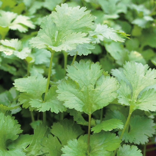 Suffolk Herbs Coriander
