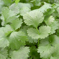 Kings Seeds Herb Coriander Leisure Leafy