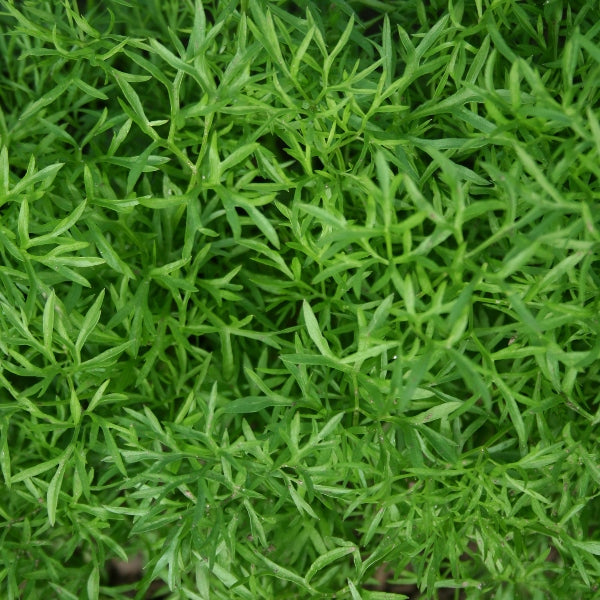 Suffolk Herbs Coriander Confetti