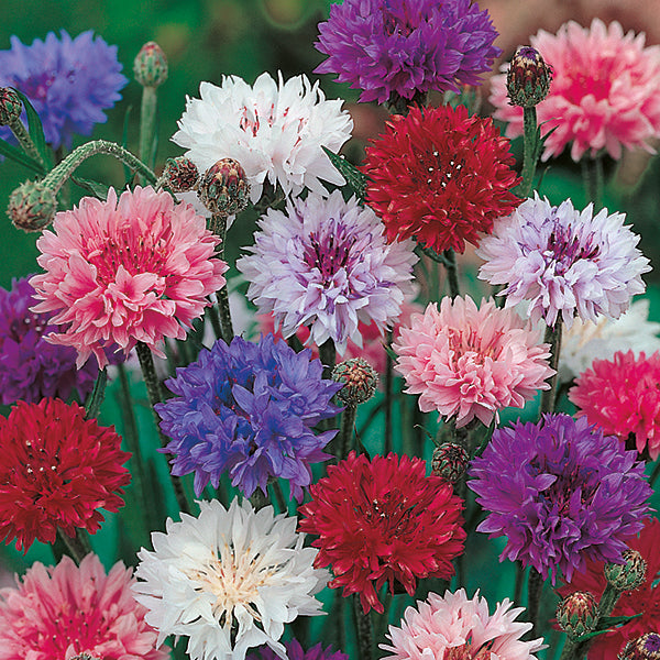 Kings Seeds Cornflower Double Mixed