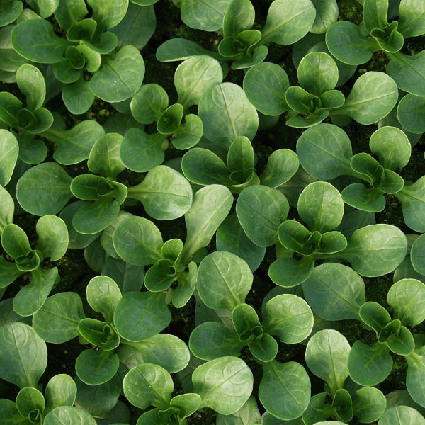 Suffolk Herbs ORGANIC SEEDS Corn Salad Vit