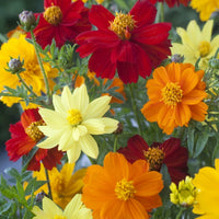 Kings Seeds Cosmos Brightness Mixed