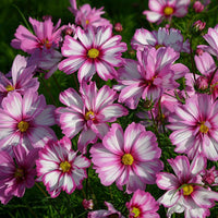 Kings Seeds Cosmos Capriola