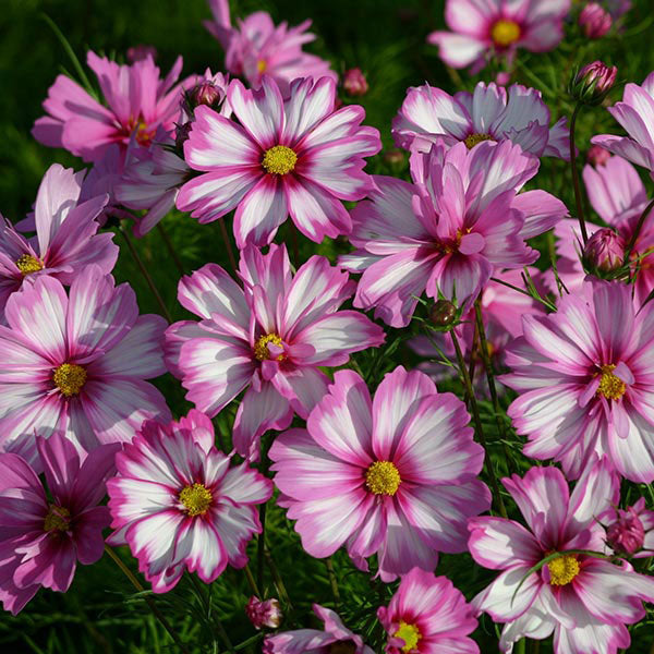 Kings Seeds Cosmos Capriola