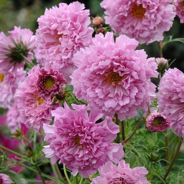 Kings Seeds Cosmos Double Click Rose Bonbon