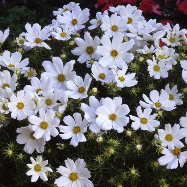 Kings Seeds Cosmos Purity