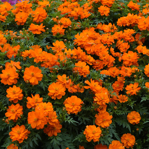 Kings Seeds Cosmos Mandarin