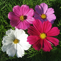 Kings Seeds Cosmos Sensation Mixed