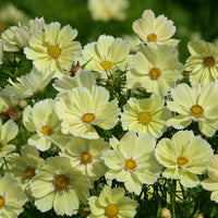 Kings Seeds Cosmos Xanthos