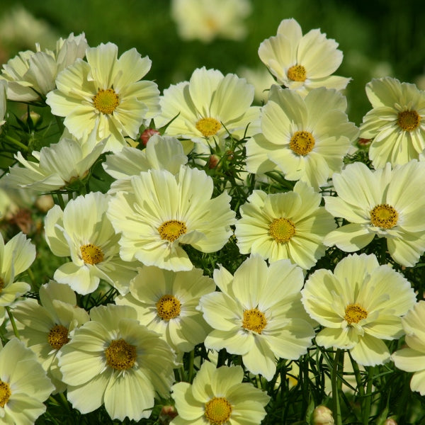 Kings Seeds Cosmos Xanthos