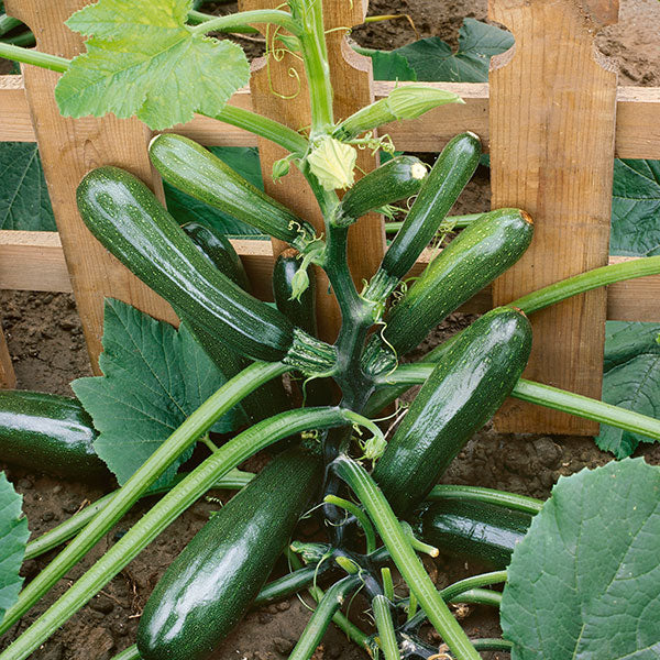 Kings Seeds Courgette Black Forest F1