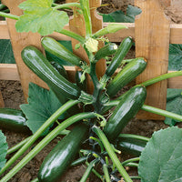 Kings Seeds Courgette Black Forest F1