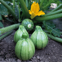 Kings Seeds Courgette Boldenice F1