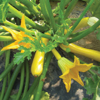 Kings Seeds Courgette Orelia F1