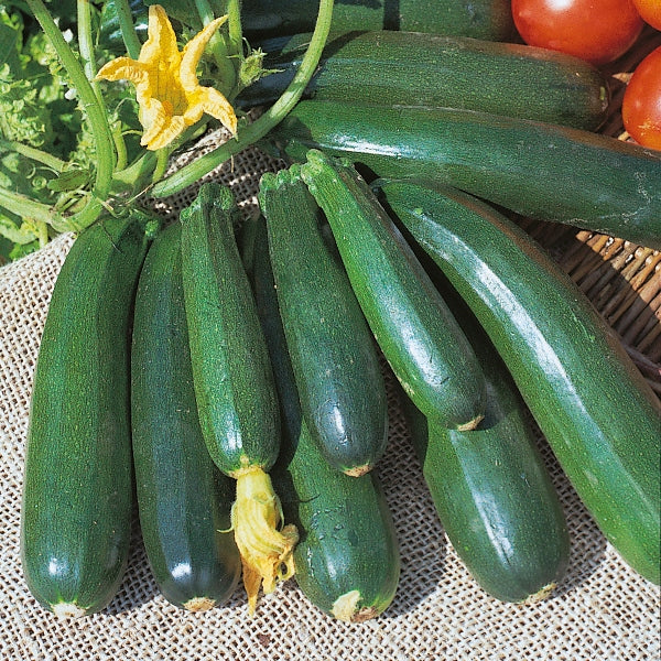 Kings Seeds Courgette Zucchini