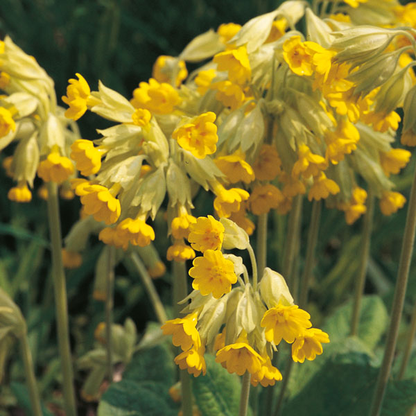 Kings Seeds Wild Flower Cowslip