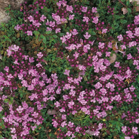 Suffolk Herbs Creeping Thyme