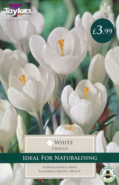 Crocus White