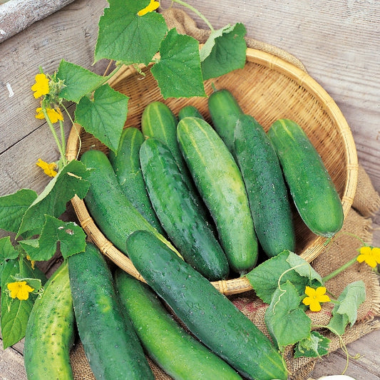Kings Seeds Cucumber Bedfordshire Prize