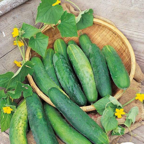 Kings Seeds Cucumber Bedfordshire Prize