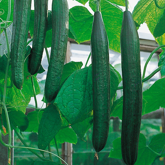 Suffolk Herbs ORGANIC SEEDS Cucumber Flamingo F1