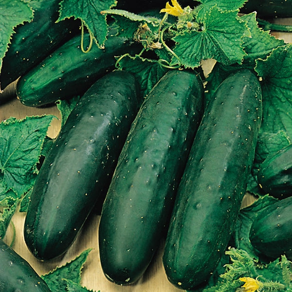 Suffolk Herbs ORGANIC SEEDS Cucumber Marketmore
