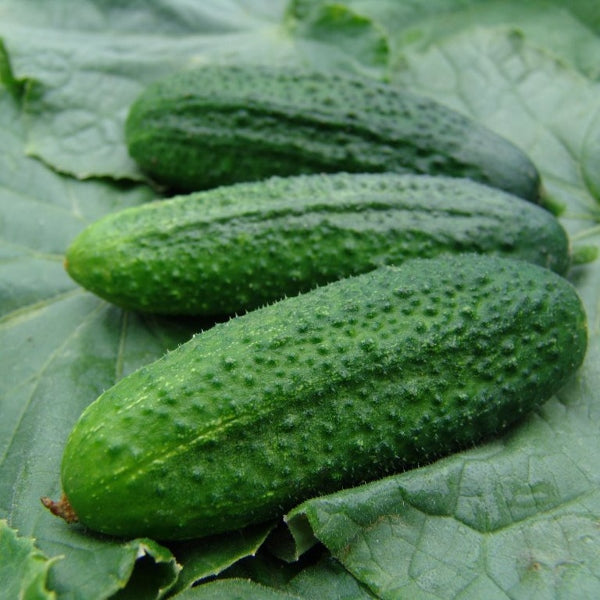 Kings Seeds Cucumber Partner F1 (Gherkin)