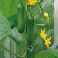 Kings Seeds Cucumber Passandra F1